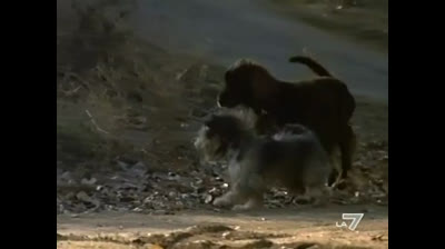 Cuore E Batticuore 01x15