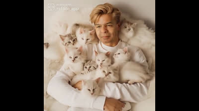 Louco por Gatos #gatos