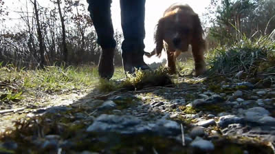 Episode 1: Ballade à la foret de la perthe